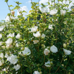 Ibištek sýrsky (Hibiscus syriacus) ´WHITE CHIFFON´® - výška 40-60 cm, kont. C3L